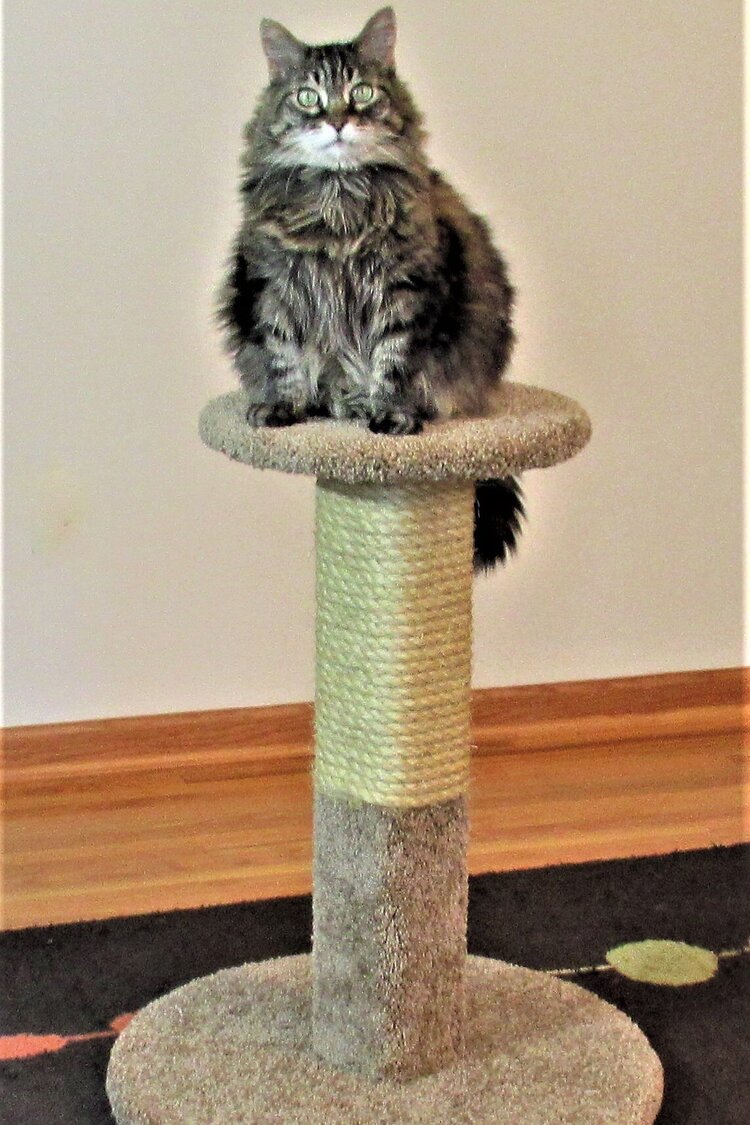 Purrniture Cat Furniture Basic Pedestal